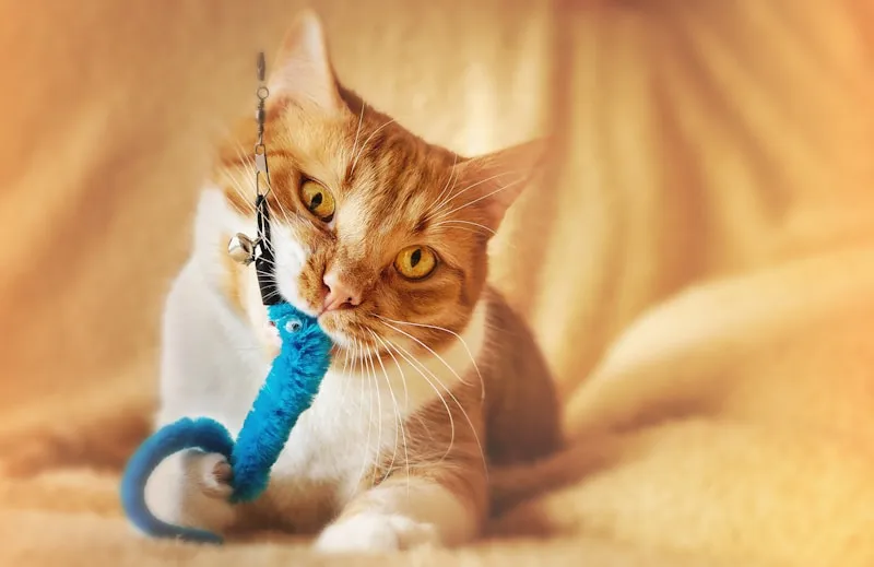 Propriétaire de chat préoccupé par l'odeur de la litière à la maison