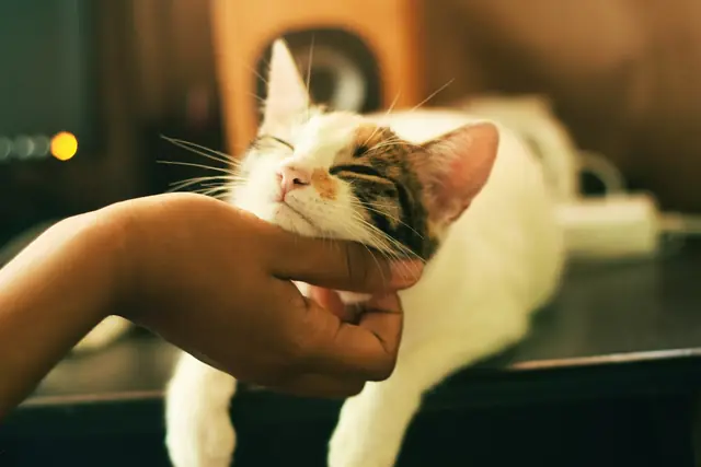 Purrify cat litter deodorizer