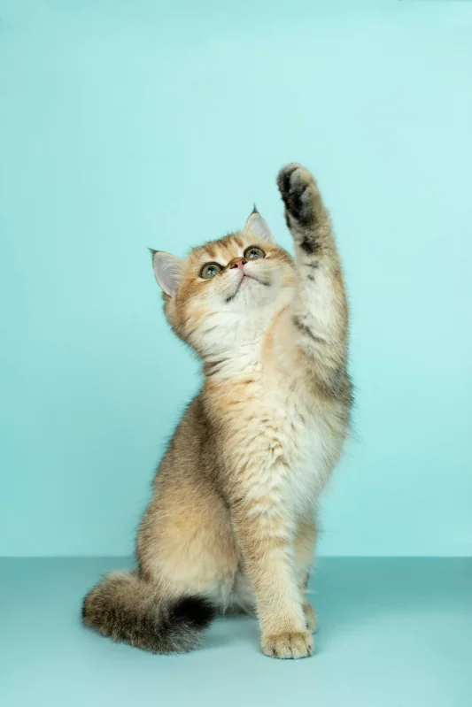 Kitten next to litter box