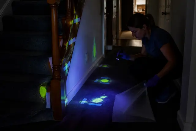 Person inspecting urine marks through a house with ultraviolet light