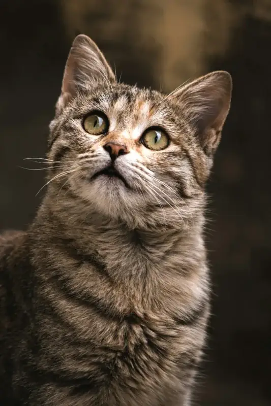 Multiple product sizes for multi-cat households