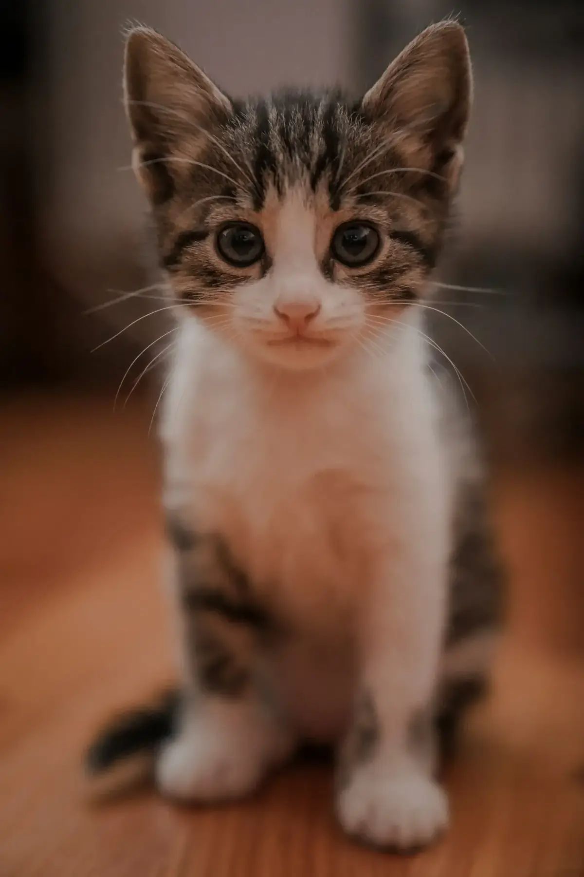 Informations de sécurité sur Purrify