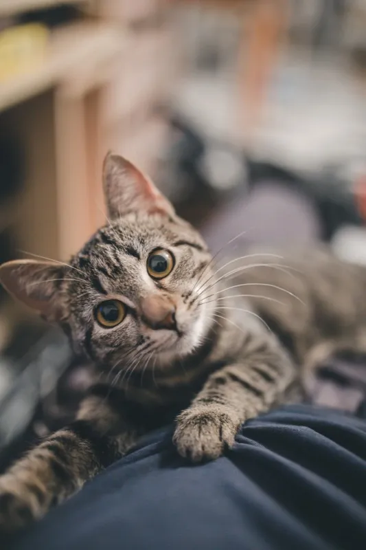 Apartment cat owner with fresh-smelling small space showing litter odor control solutions
